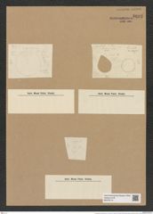 Coscinodiscus bioculatus Grun. (de-Toni-Nr.: Genus 202, Species 4924) Zeichnungen Sammlung Grunow Nr. 8693 (NHMW-BOT-W0378114)